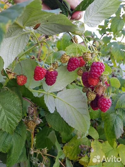 Ремонтантная малина