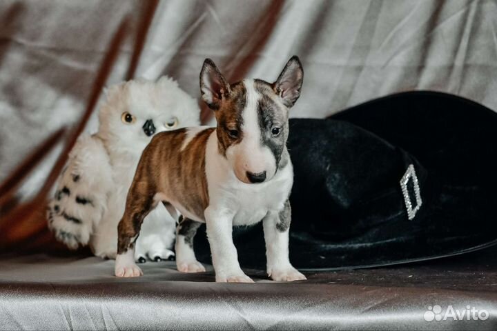 Бультерьер