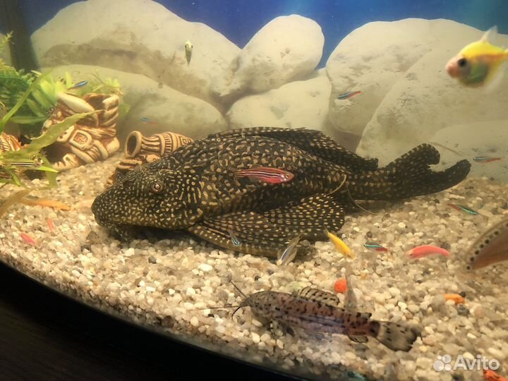 Парчовый сом