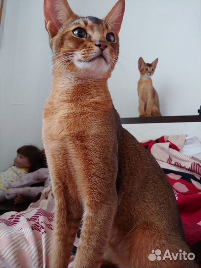 Абиссинские котята