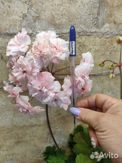 Пеларгонии зонартики