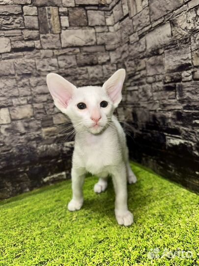 Ориентальные котята