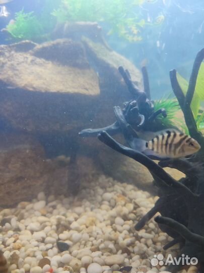 Цихлозома чернополосая