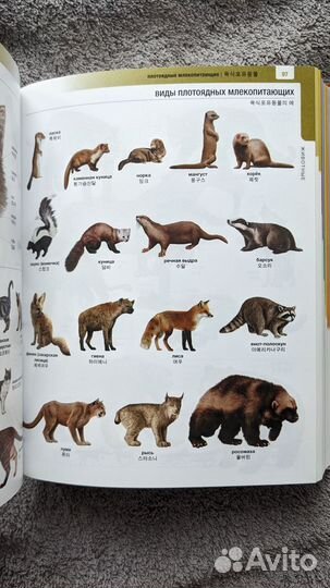 Корейско-русский русско-корейский словарь