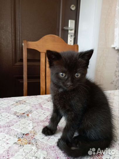 Котик в добрые руки