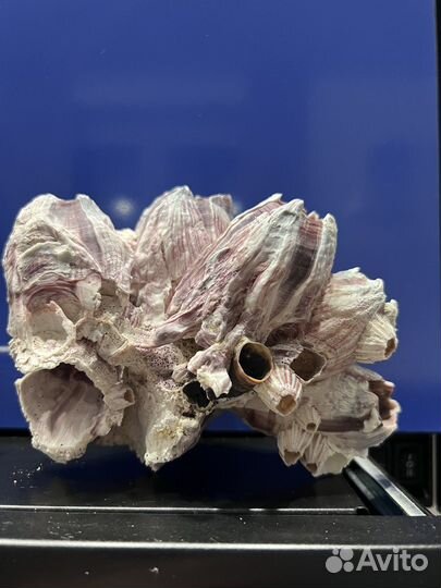 Коралл и камни