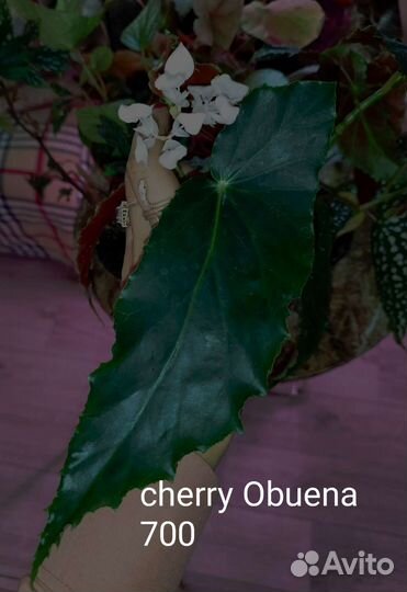 Бегонии Кейн срезы