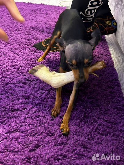 Лакомства для собак, кошек