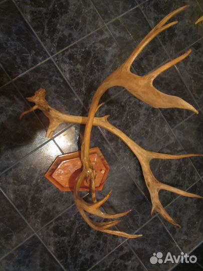 Настоящие оленьи рога