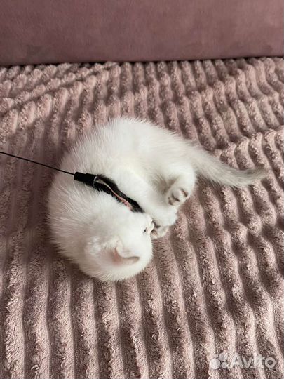 Серебристая шиншилла колор-поинт