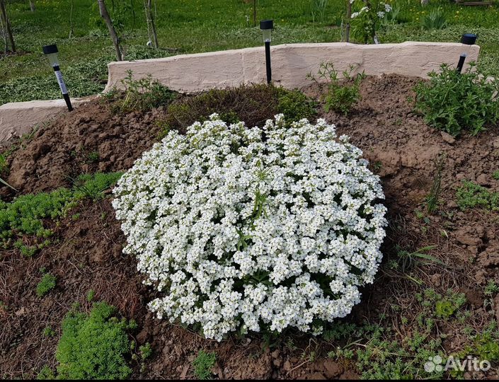 Почвопокровник ароматный