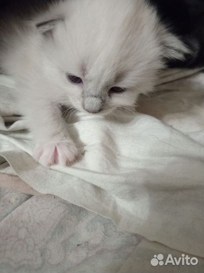 Отдам котят в добрые руки