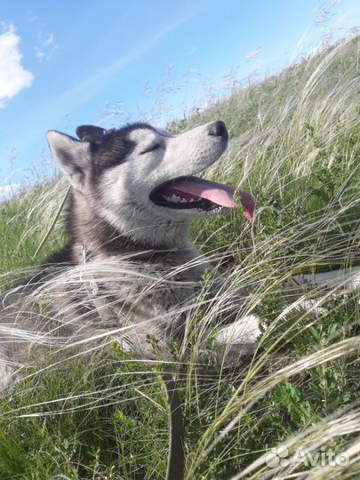 Хаски в добрые руки