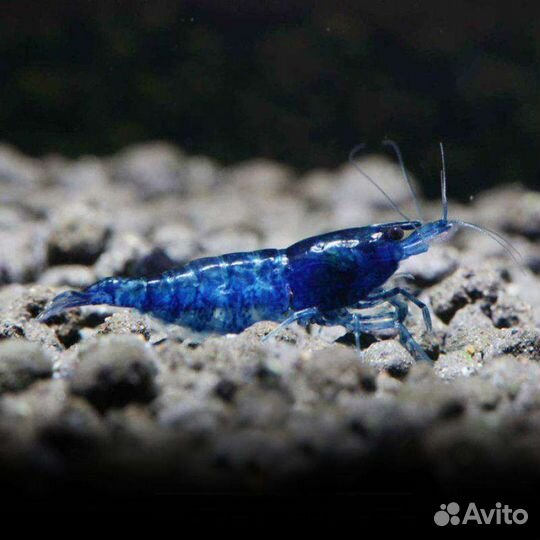 Аквариумные креветки