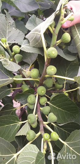 Саженцы инжира