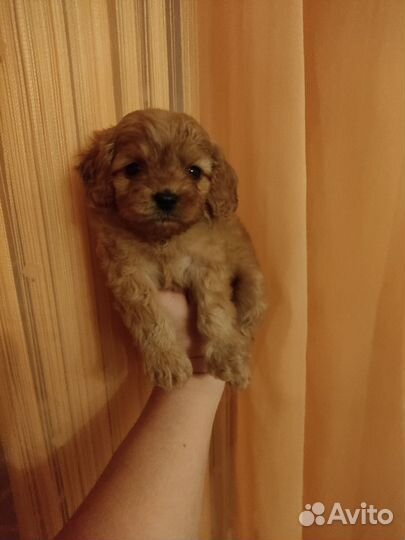 Продаётся яркая девчушка Кавапушка