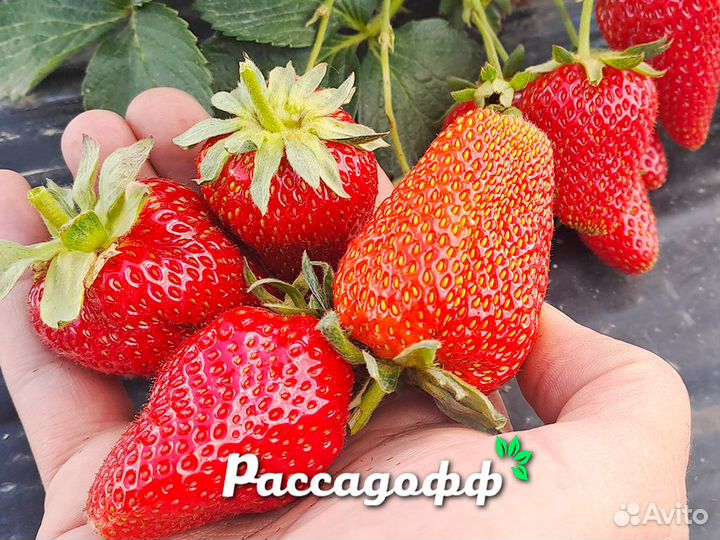 Рассада клубники. Опт от 64 шт