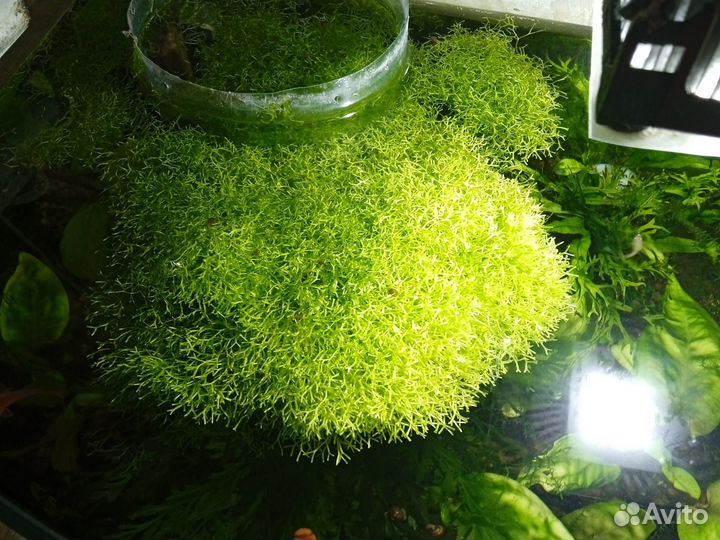 Аквариум/Гроты/Анциструсы/Компрессоры