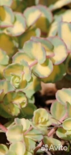 Многолетние цветы для сада