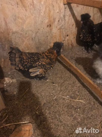 Инкубационное яйцо кур павловское золото