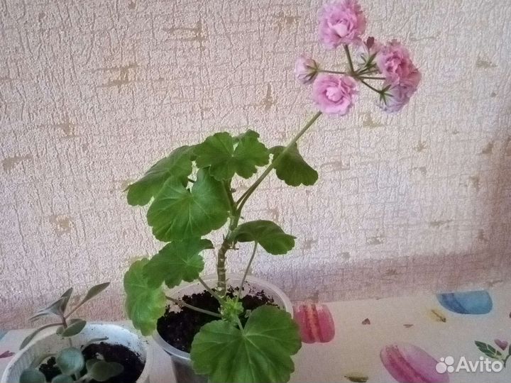 Комнатные цветы