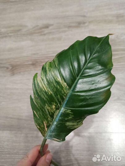 Филодендрон карамель марбл вар