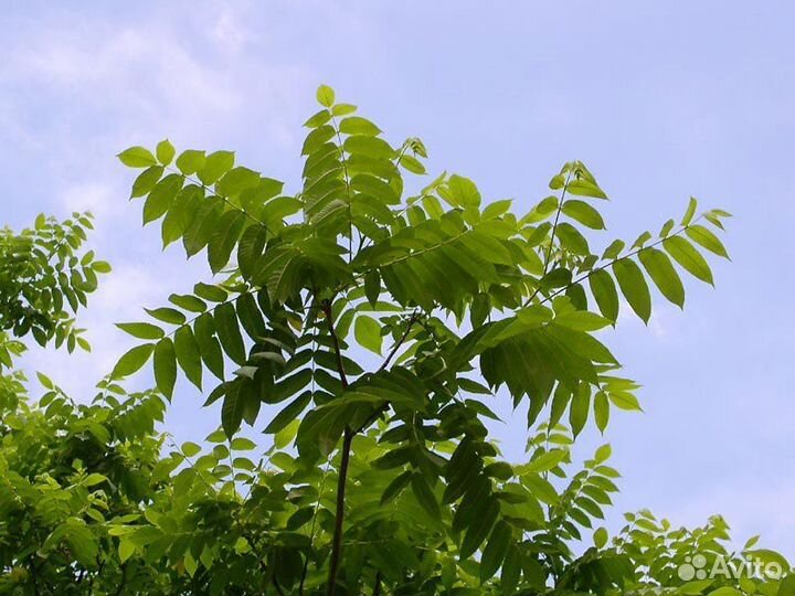 Маньчжурский орех