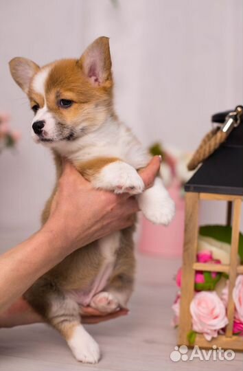 Вельш корги пемброк