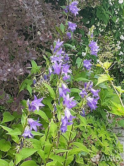 Колокольчики