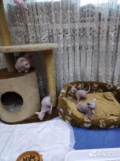 Донской сфинкс