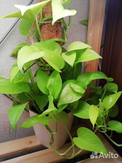 Филодендроны, сциндапсусы, эпипремнумы