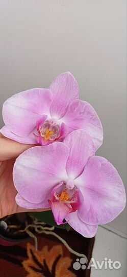 Орхидея фаленопсис