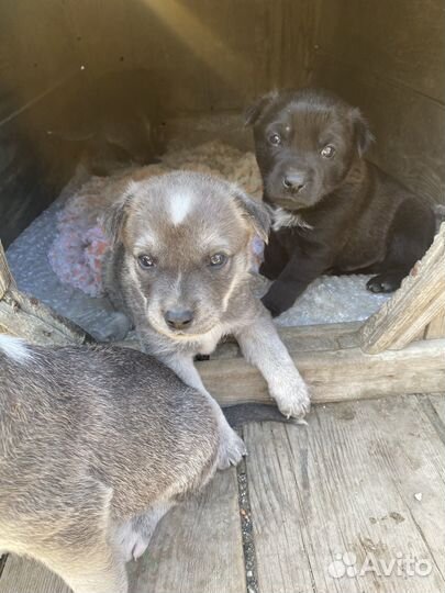 Щенки в добрые руки