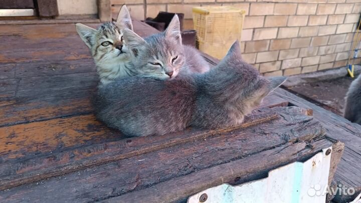 Котята, мышеловы
