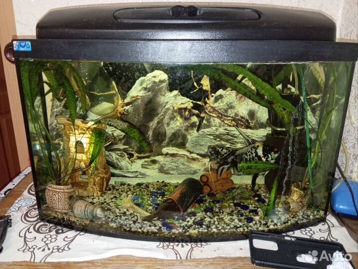 Аквариумные рыбки