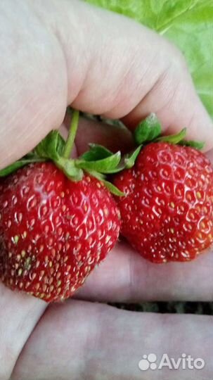 Клубника саженцы ремонтантная и обычная