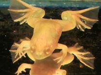 Шпорцевая лягушка аквариумная