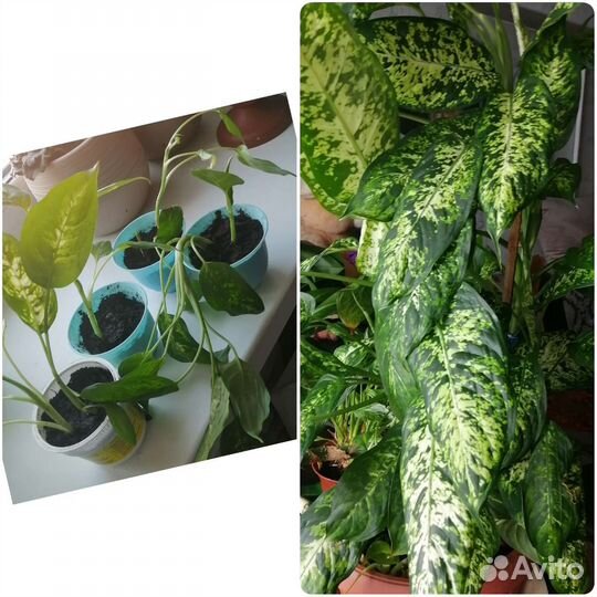 Диффенбахия