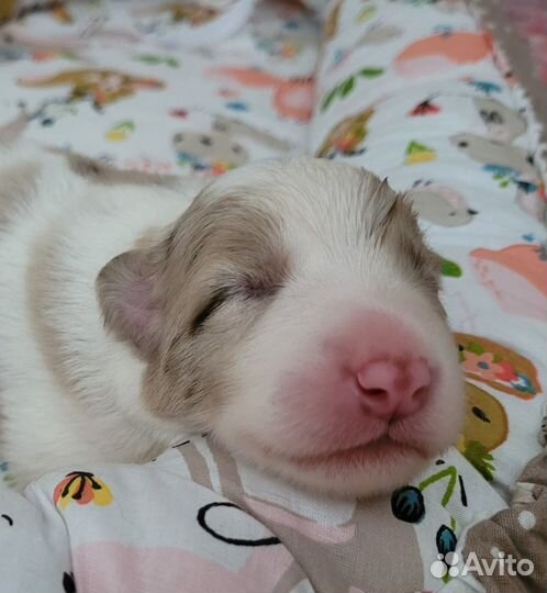 Щенки бордер-колли