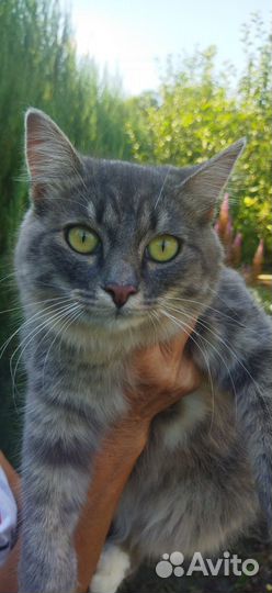 Лиза ищет родителей