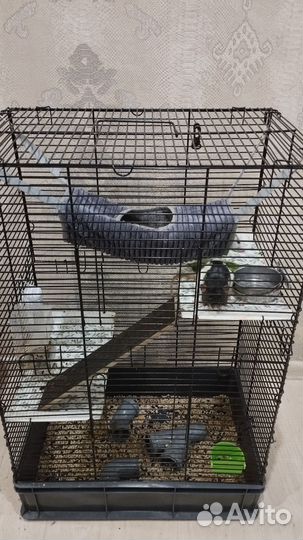 Крысы Дамбо с клетками 3500