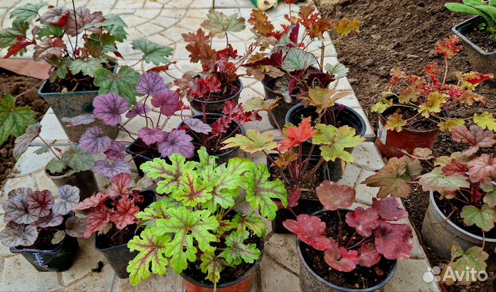 Папоротники, гейхеры, астильбы, бересклеты, бадан