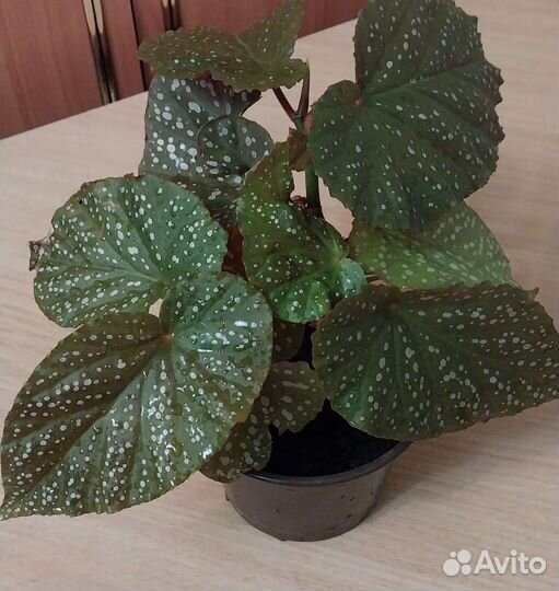 Бегония королевская