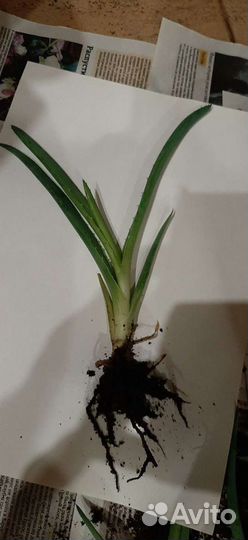 Алоэ или столетник и герань лечебная