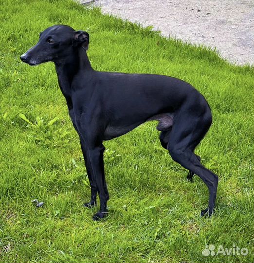 Девочка левретка