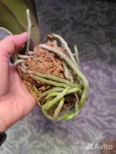 Орхидея Tying Shin Melody KS Big Johnson