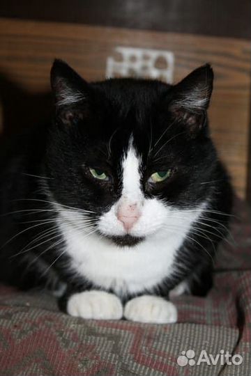 Котик Кузя в добрые руки