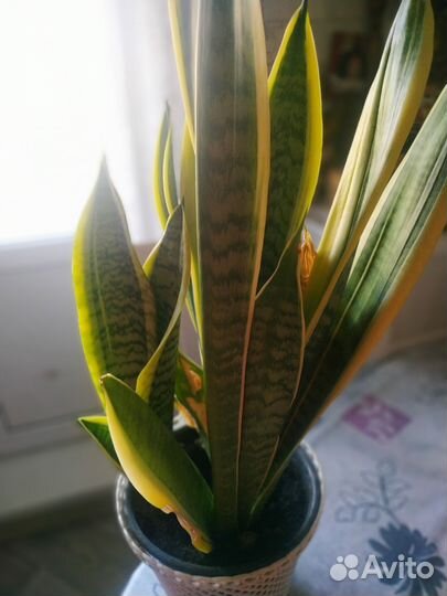 Сансевиерия Лауренти