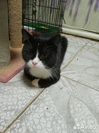 Кошки