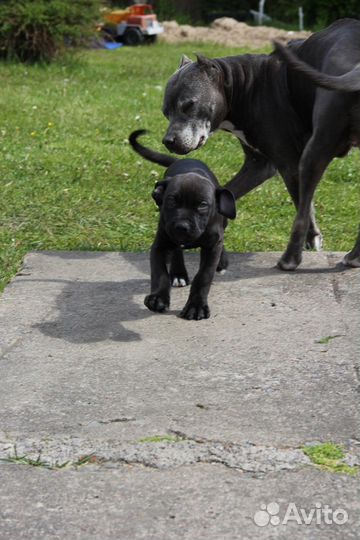 Черный прайтер питбуль